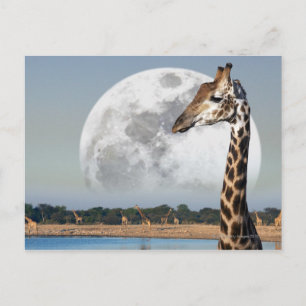 Måne stigning över en Giraffegrupp i Etosha Vykort