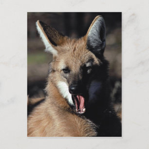 Maned varg yawning vykort