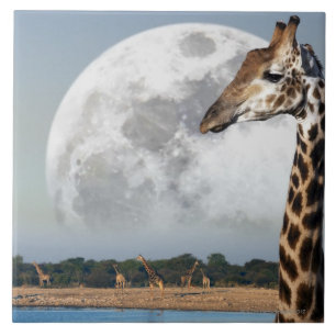 Måneresning över en grupp av giraffet i Etosha Kakelplatta