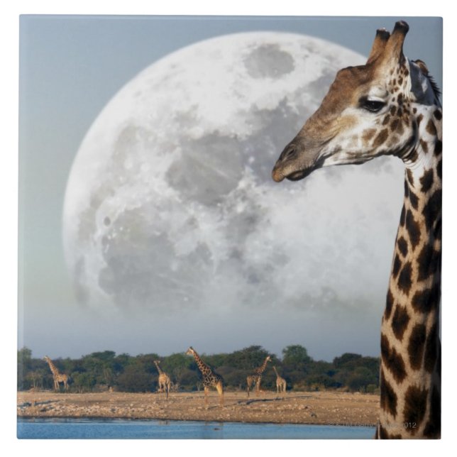 Måneresning över en grupp av giraffet i Etosha Kakelplatta (Framsidan)
