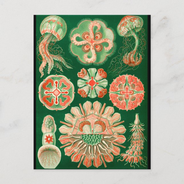 Manet Vykort (Framsida)