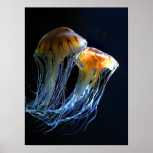 Manetaffisch Poster