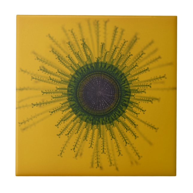 Maneten belägger med tegel kakelplatta (Framsidan)