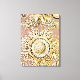 Maneter, Discomedusae av Ernst Haeckel Canvastryck