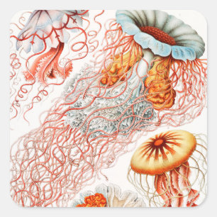 Maneter, Discomedusae av Ernst Haeckel Fyrkantigt Klistermärke