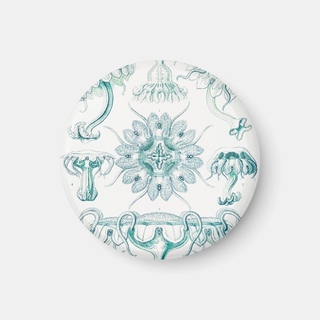 Maneter, Discomedusae av Ernst Haeckel Magnet (Framsidan)