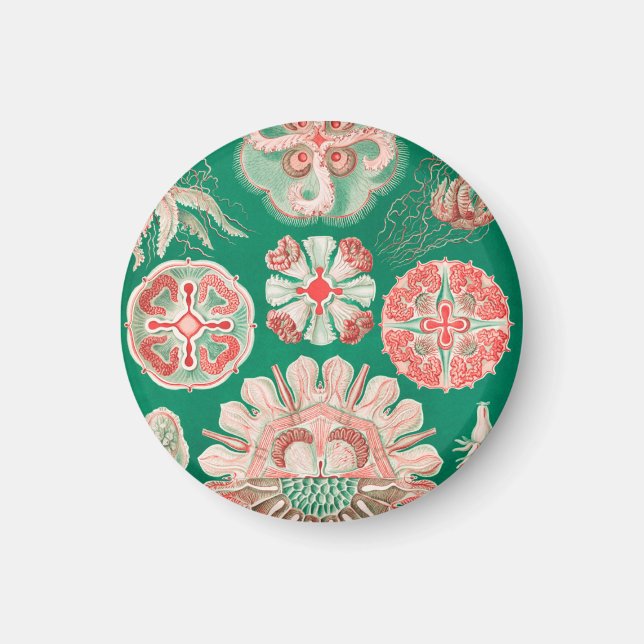 Maneter, Discomedusae av Ernst Haeckel Magnet (Framsidan)