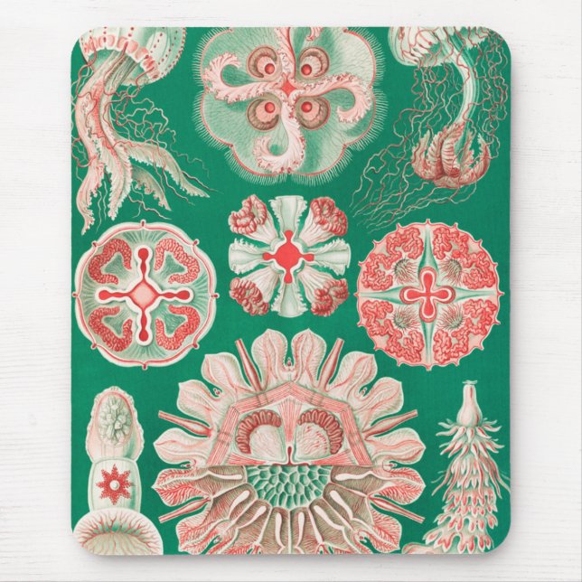 Maneter, Discomedusae av Ernst Haeckel Musmatta (Framsidan)