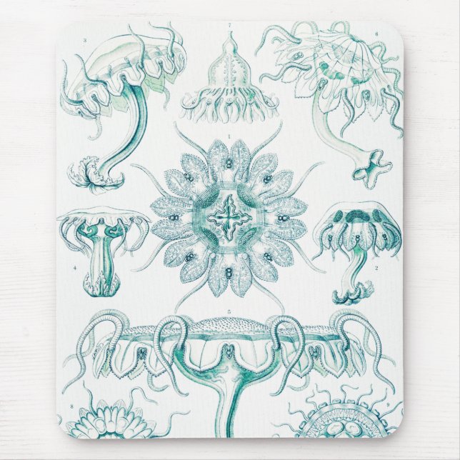 Maneter, Discomedusae av Ernst Haeckel Musmatta (Framsidan)