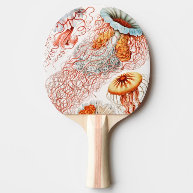 Maneter, Discomedusae av Ernst Haeckel Pingisracket (Framsidan)
