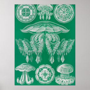 Maneter, Discomedusae av Ernst Haeckel Poster