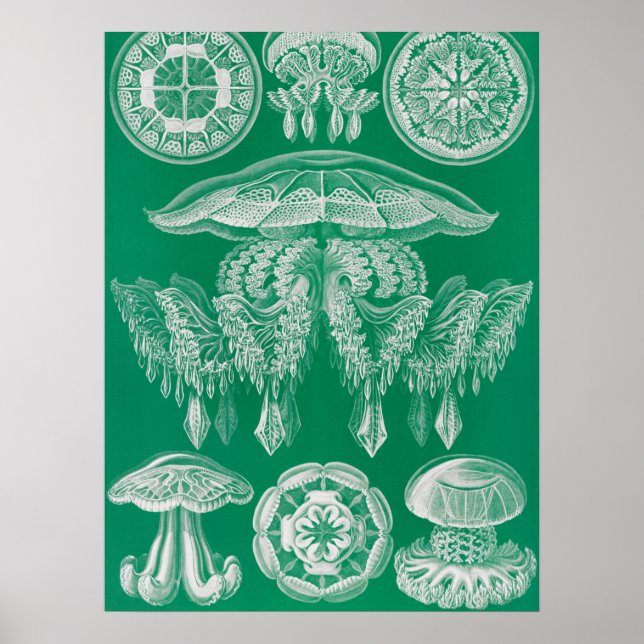 Maneter, Discomedusae av Ernst Haeckel Poster (Framsidan)