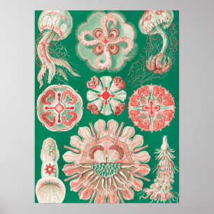 Maneter, Discomedusae av Ernst Haeckel Poster
