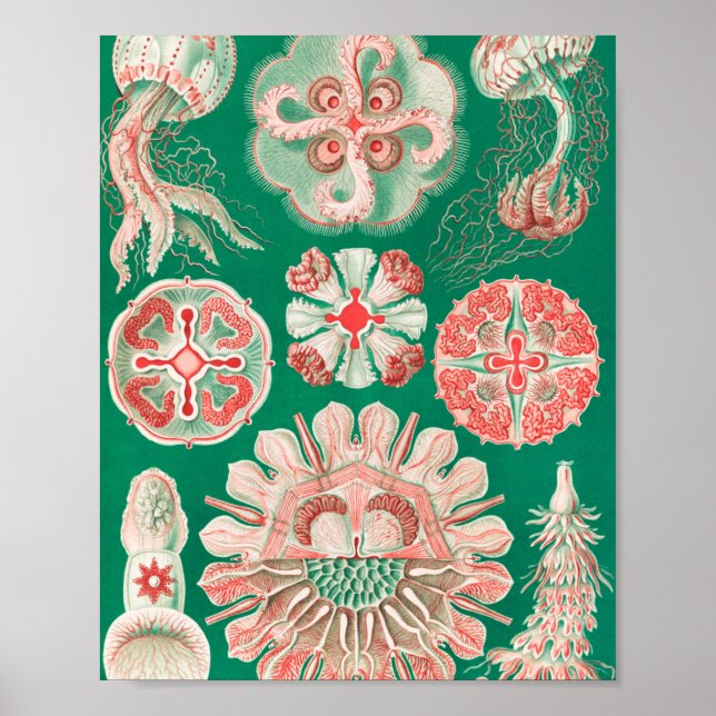 Maneter, Discomedusae av Ernst Haeckel Poster (Framsidan)