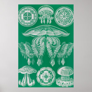 Maneter, Discomedusae av Ernst Haeckel Poster