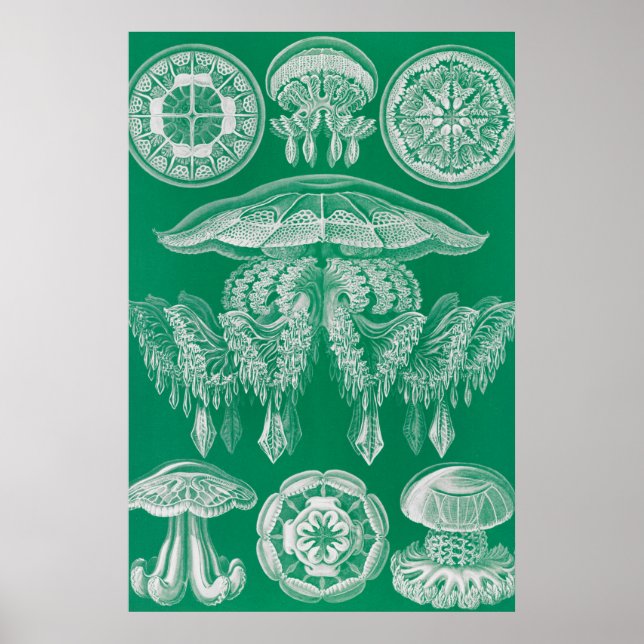Maneter, Discomedusae av Ernst Haeckel Poster (Framsidan)