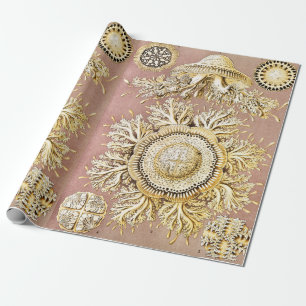 Maneter, Discomedusae av Ernst Haeckel Presentpapper