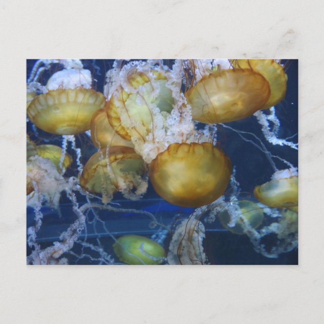 Maneter på akvariet vykort (Framsida)