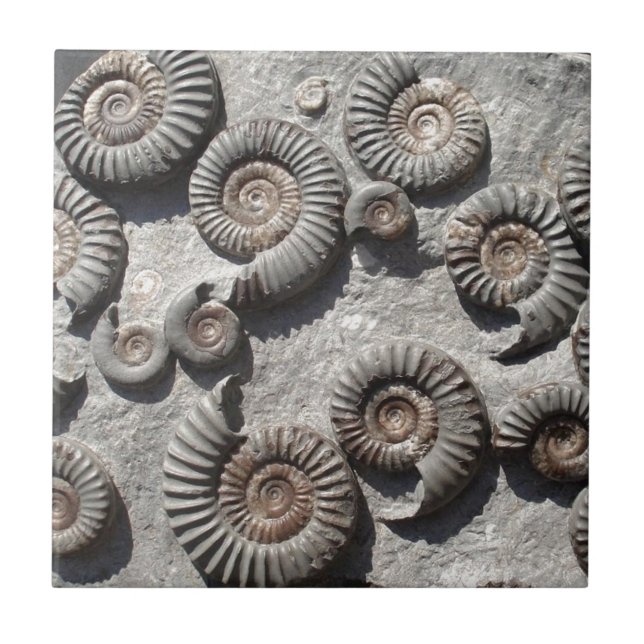 Mång- fossil- ammonites från den lägre Liasen Kakelplatta (Framsidan)