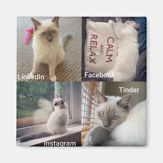 Många ansikte av en Ragdoll-katt Magnet (Framsidan)