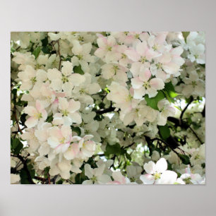 Många av Vår-Blommar för blomning Poster