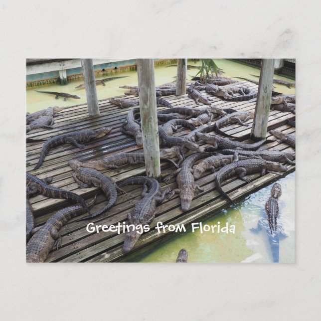 många baby krokodiler vykort (Framsida)