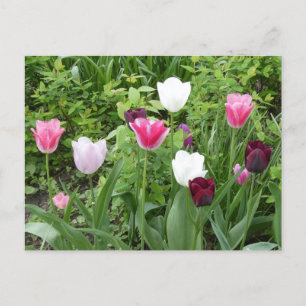 Många Färg Tulips DIY-vykort Vykort