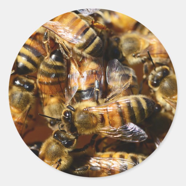 Många honungsbin runt klistermärke (Framsida)