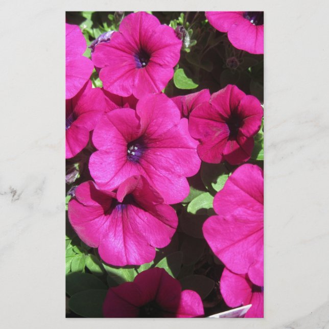 Många Lila Petunias (Framsida)