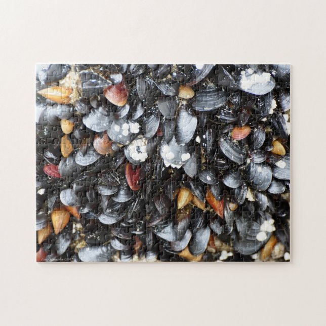 Många Mussel Snäcka Puzzle Pussel (Horisontell)