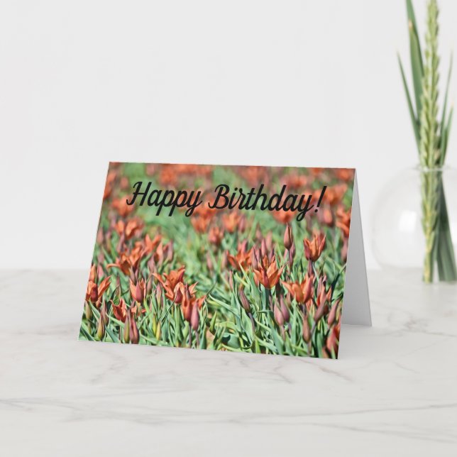 Många Orange Tulips-födelsedagskort Kort (Framsida)