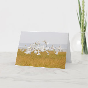 Många tomma Egrets noterar kortet Kort