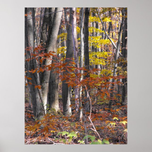 Många trunkar Poster (Framsidan)