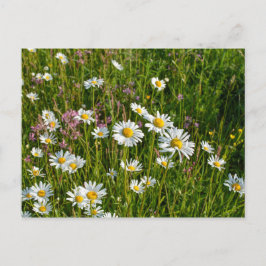 Många tusenskönor på en äng vykort