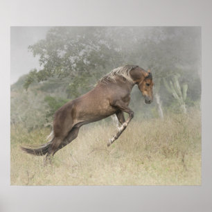 Mangalarga Marchador hingst på frihet Poster