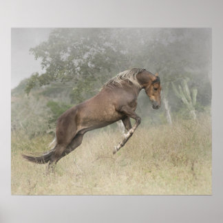 Mangalarga Marchador Stallion på Liberty Poster