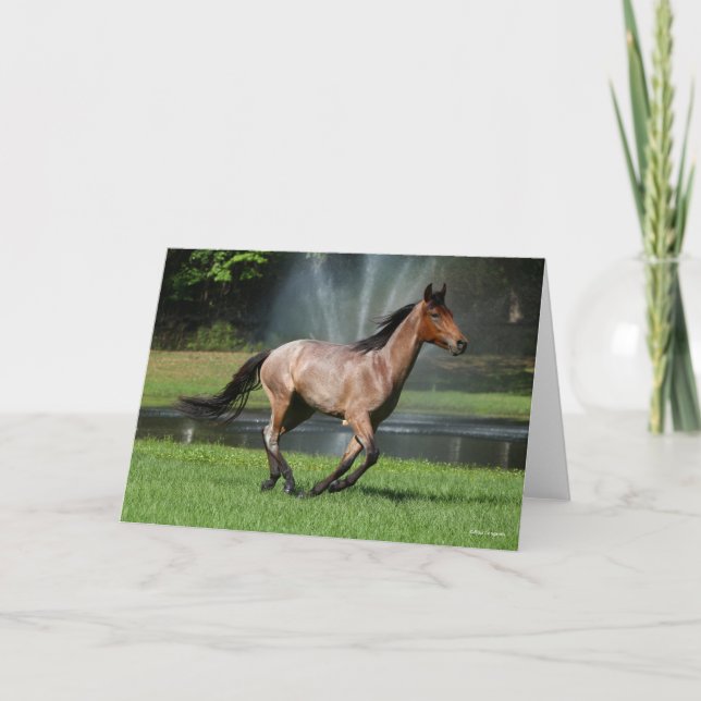 Mangalarga Running Front of Fontän Kort (Framsida)