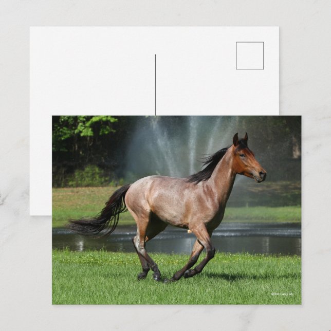 Mangalarga Running Front of Fontän Vykort (Fram/baksida)