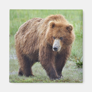 MÄNGD GRISAT BÄRARE MAGNET