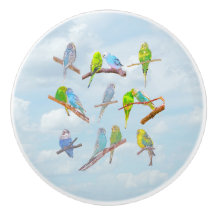 Mängder av färgade parakiter - söta små fåglar