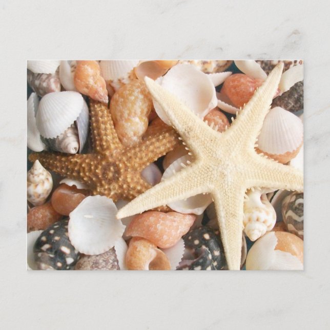 Mängder av färgfulla Seashells Vykort (Framsida)