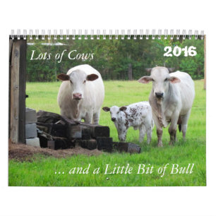 Mängder av kor och en liten bit av Bulls kalender