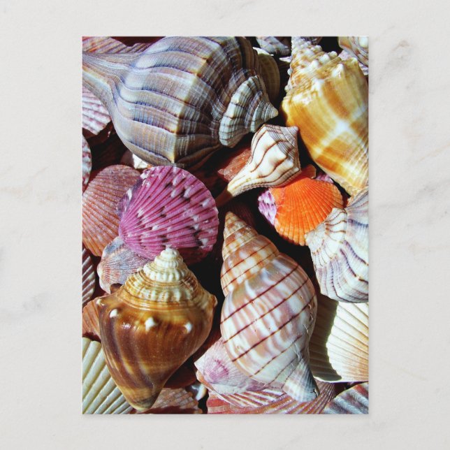 Mängder av Seashells vid Sea-Nautical Print Vykort (Framsida)