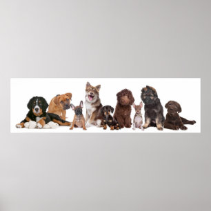 Mängder av valpar poster