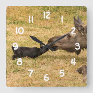 Mångfald Fyrkantig Klocka