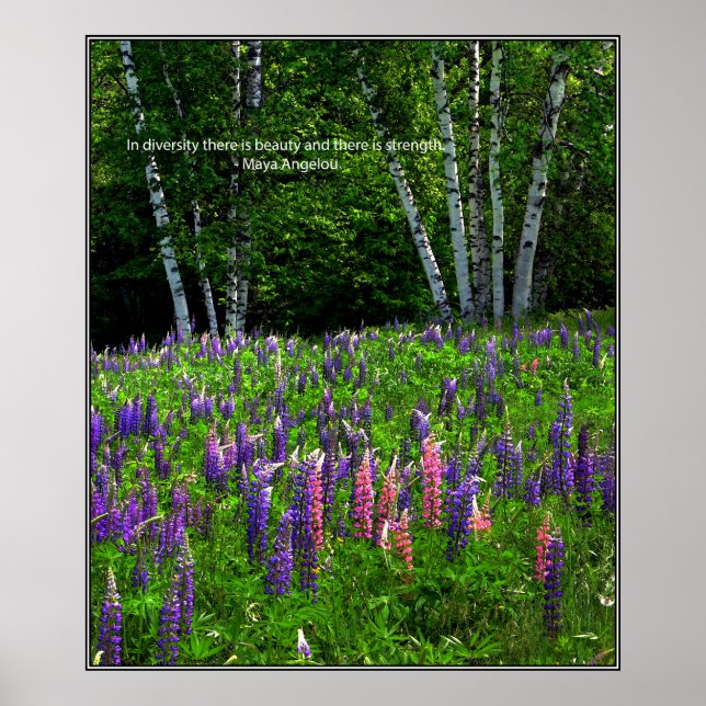 Mångfald i Lupine Fält Poster (Framsidan)