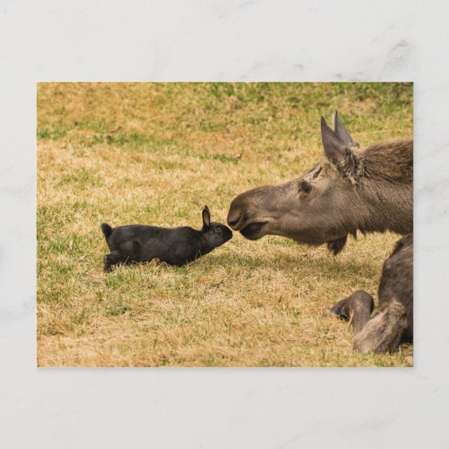 Mångfald Vykort (Framsida)