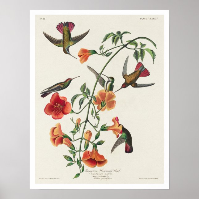 Mango Hummingbird by Audubon Poster (Framsidan)