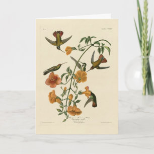 Mango Hummingbird från Audubon's Birds of America Kort
