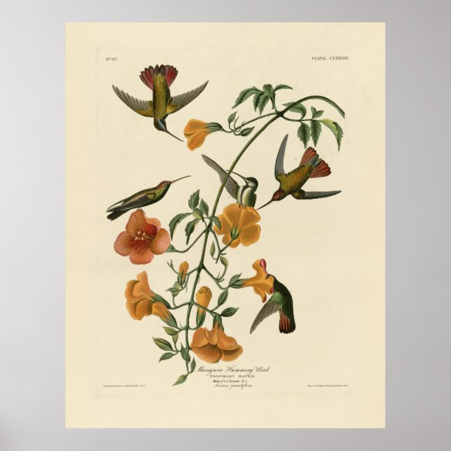 Mango Hummingbird från Audubon's Birds of America Poster (Framsidan)